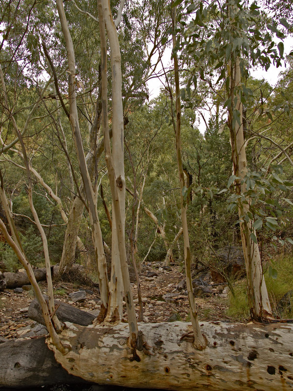 Ellery Creek